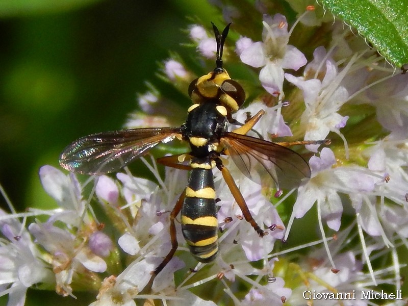 Conops flavipes, maschio